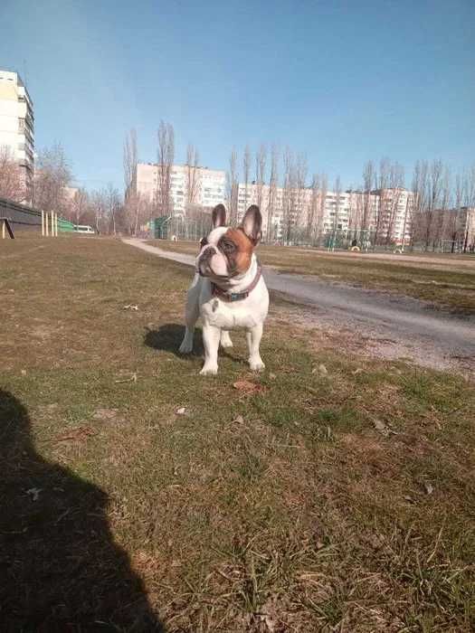 Вязка французский бульдог!Ліпше спочатку пишіть а потом дзвоніть !