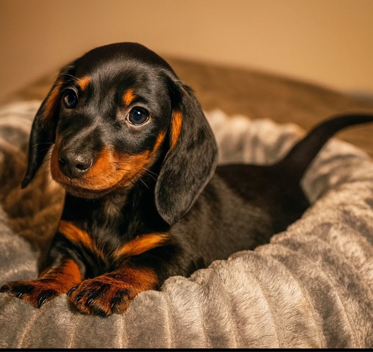 Jamnik Miniaturowy Piesek Czarny Podpalany