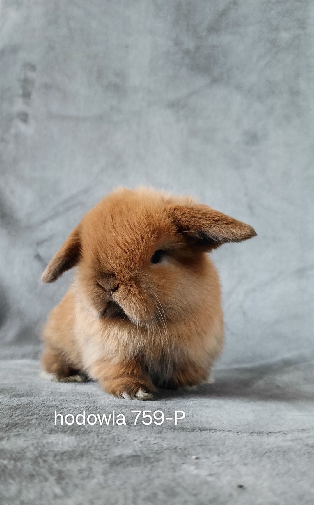 Mini lop króliki karzełek miniaturka baranek hodowla