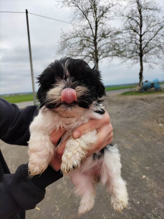 Szczeniaki shih tzu