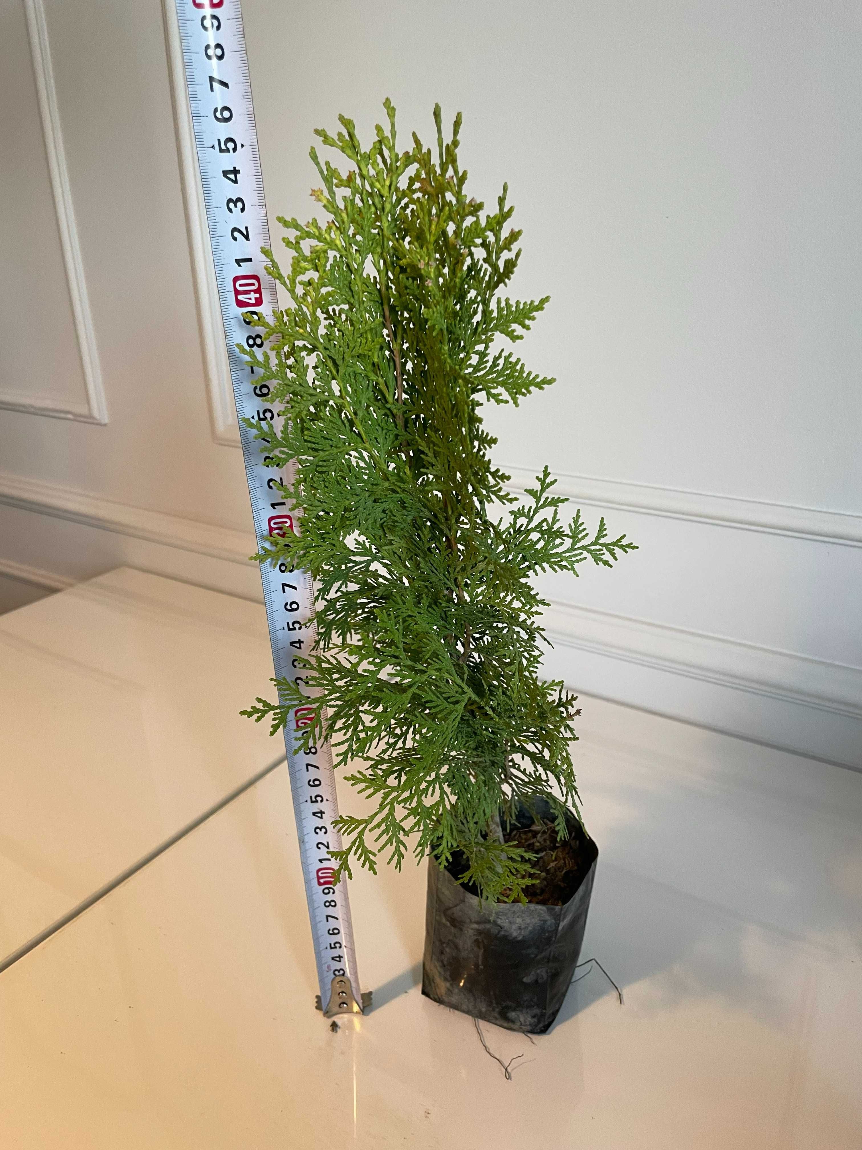 Tuja Aurea Nana 35-50cm PRODUCENT z dowozem