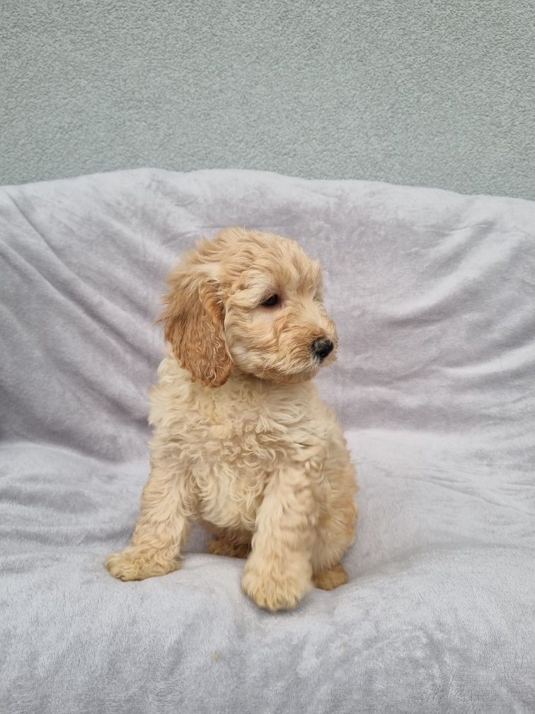 Golden Retriever Pudel miniaturowy Goldendoodle MINI piesek