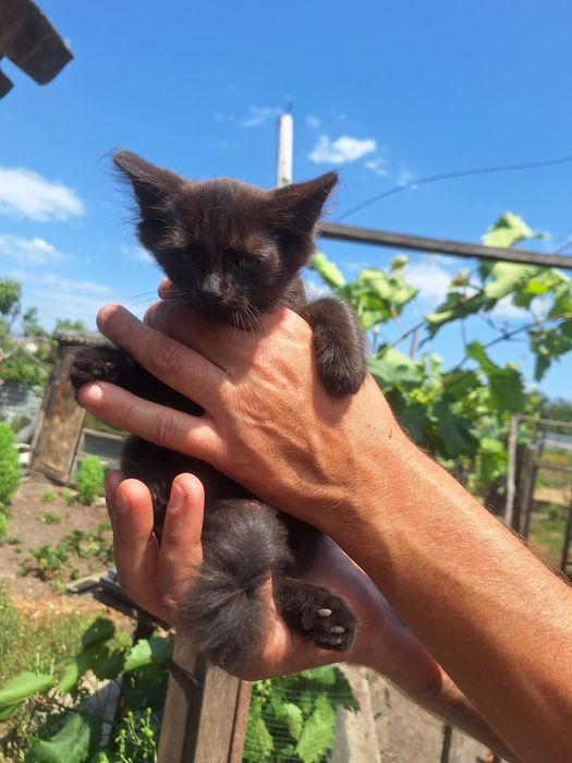 Котенок мальчик бесплатно. Котик. Кот. Котята. Даром.