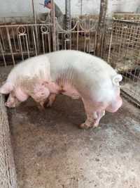 Продам племінних свиней