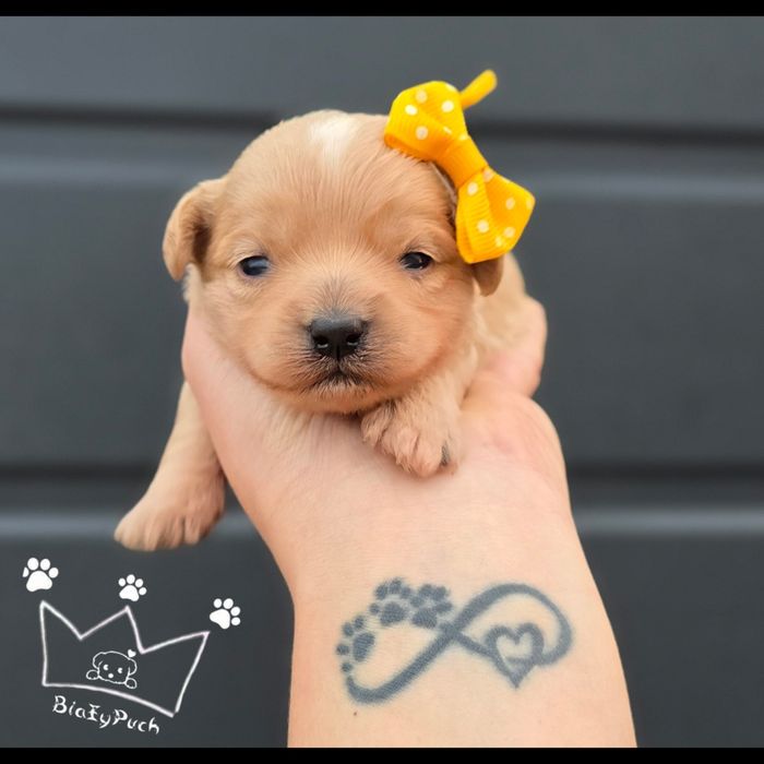 Maltipoo F1 sunia samiec maltidodle red pudel toy Badania paszport wyp