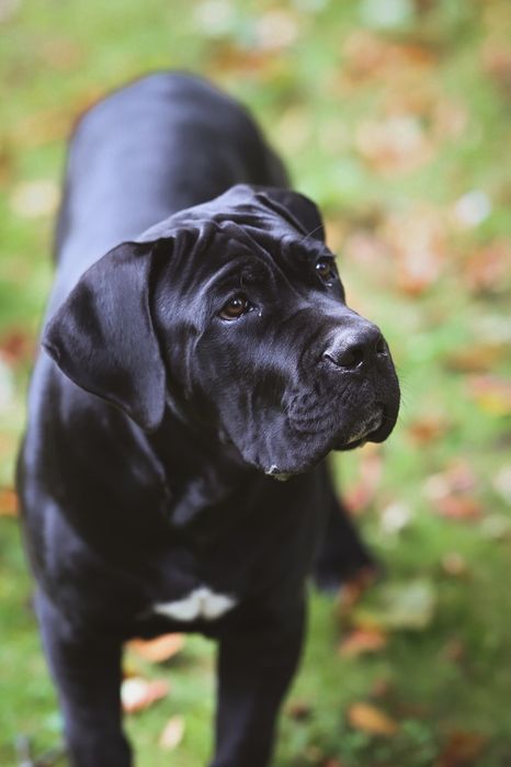 Cane Corso piesek z elitarnego Skojarzenia Multichampionów FCI