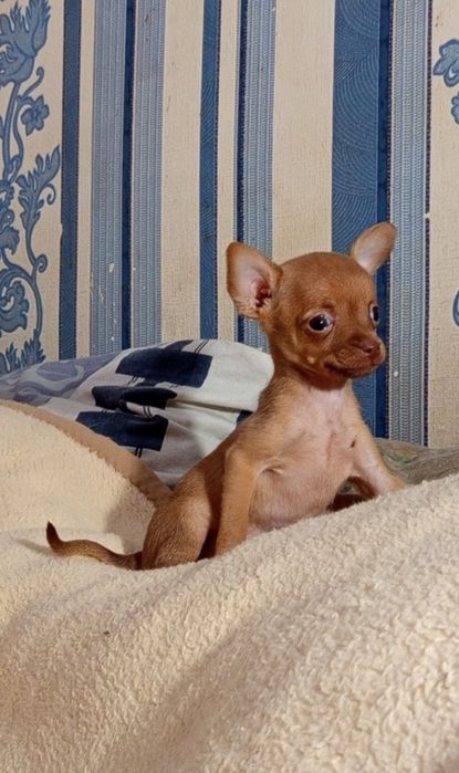 Шикарная малышка Той терьер.