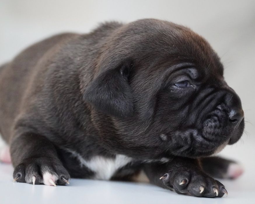 American Bully XL ABKC