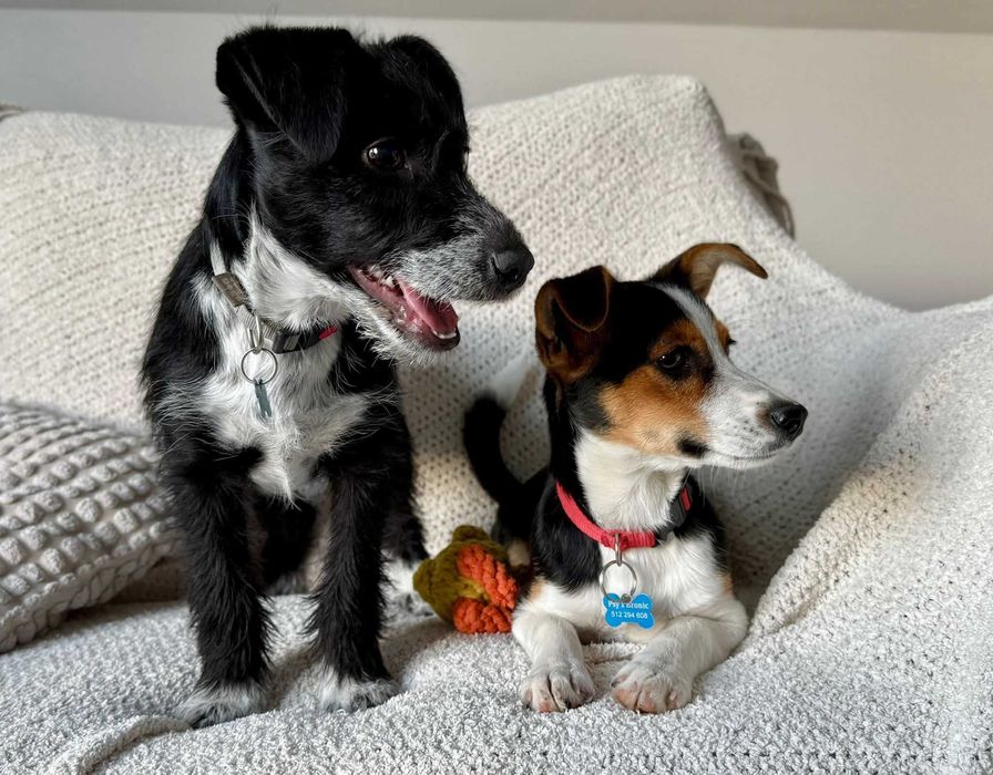 Dexter i Debra - szczeniaki do adopcji!