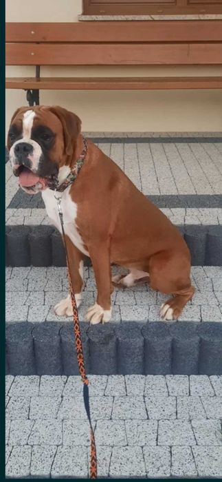 Zapowiedz miotu Bokser Wrzesień