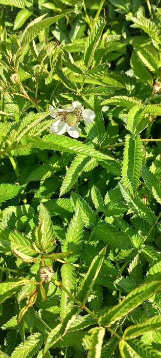 саджанці малини тибетська мяо мяо саженцы малины тибетская мяо мяо