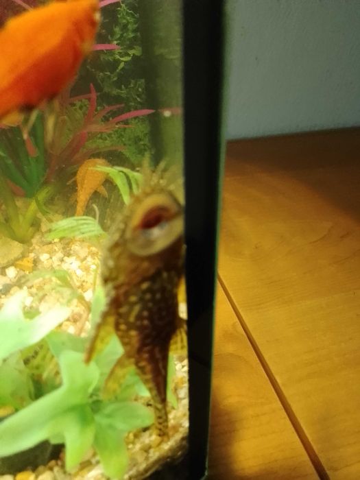 Glonojad - zbrojnik - okazja