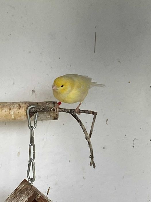 Sprzedam parkę kanarków