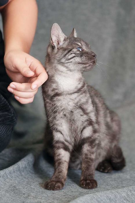 kociak  szuka domu -schronisko Zgierz -aktualne