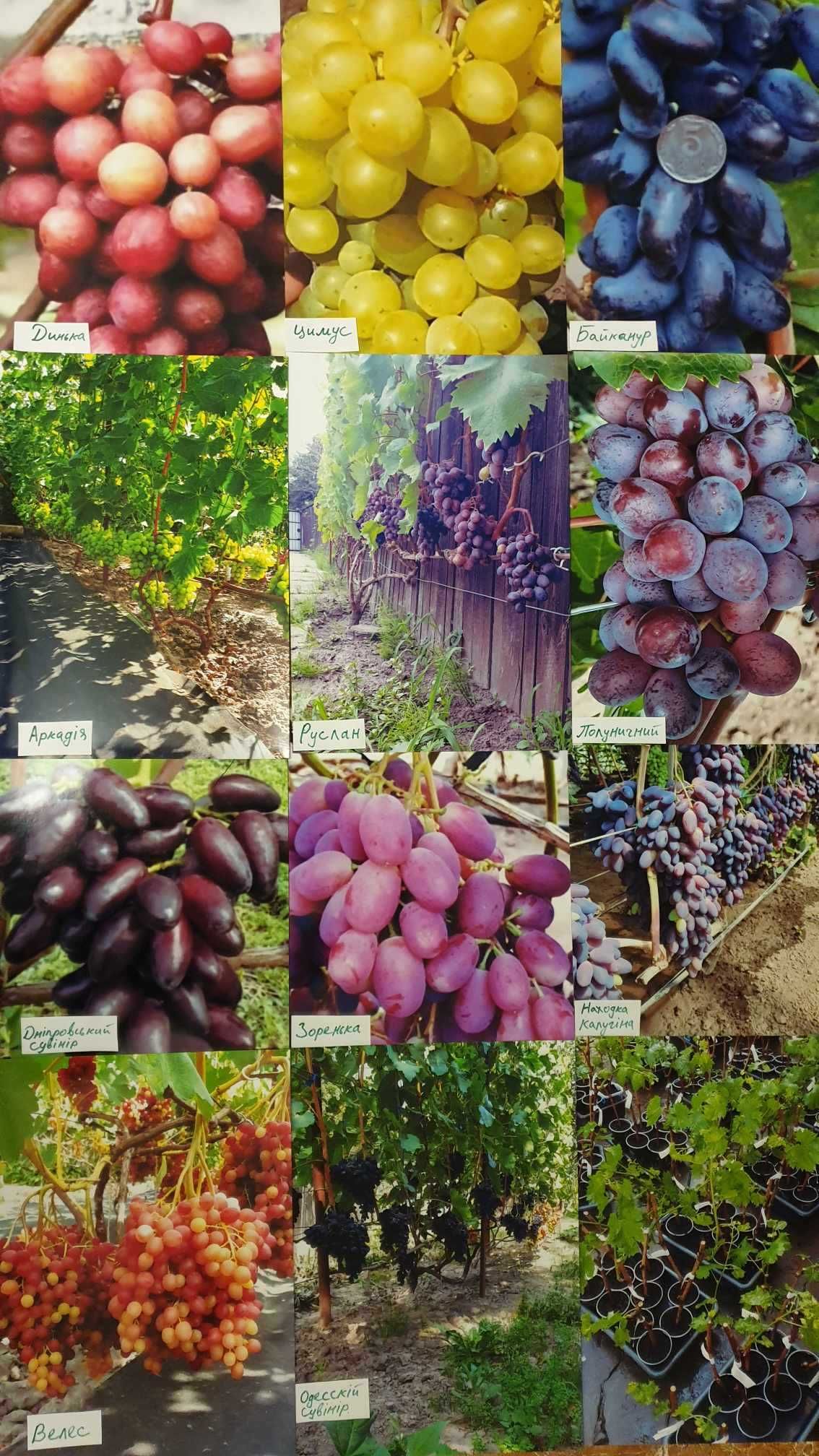 Продам вегетуючи саджанці винограду