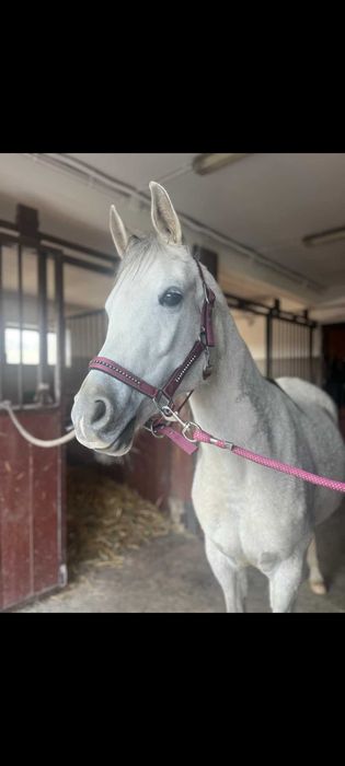 Współdziedżawa klaczy arabskiej