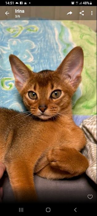 Аббісінка дівчинка.