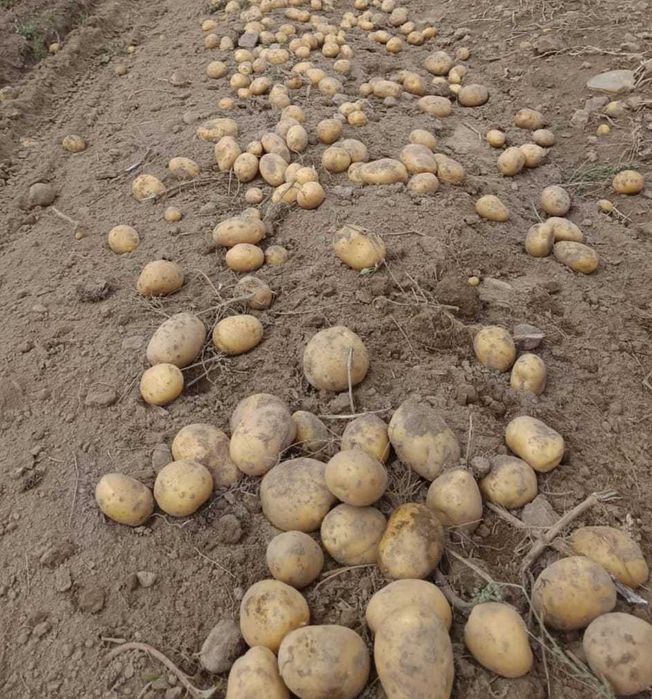 Sprzedam ziemniaki Marabel