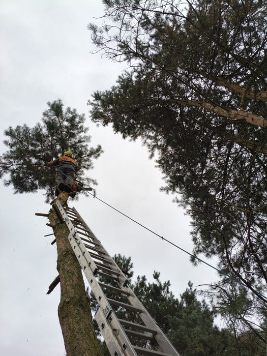 Wycinka drzew i krzewow trudnych do usunięcia brak moaliwosci zwyzki