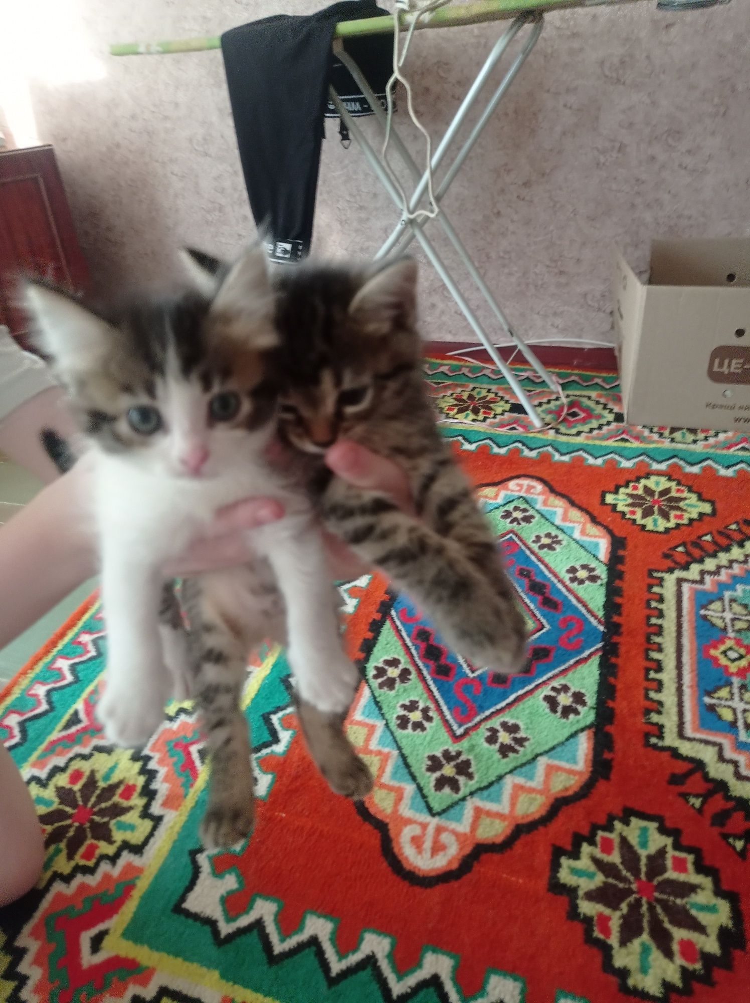 Віддам кошенят в добрі руки