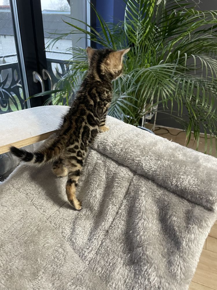 Bengal Kocurek Bengalski