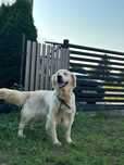 Suka Golden retriever 7 lat