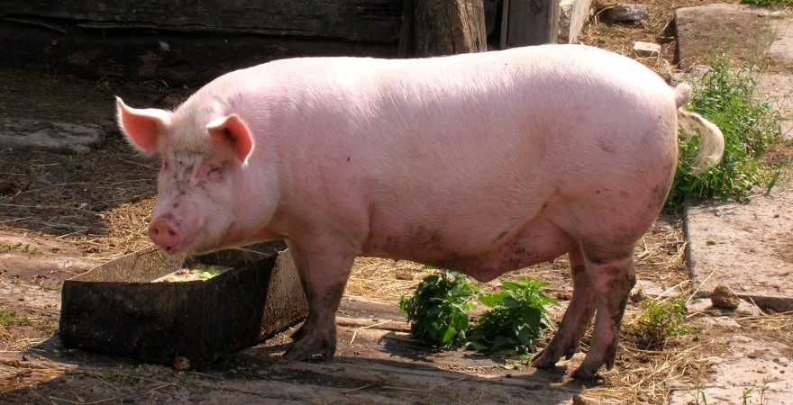 150кг + свині живою вагою.