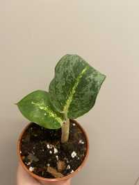 Aglaonema lemon mint