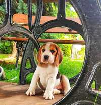 Wesołe Szczenięta Beagle z Rodowodem