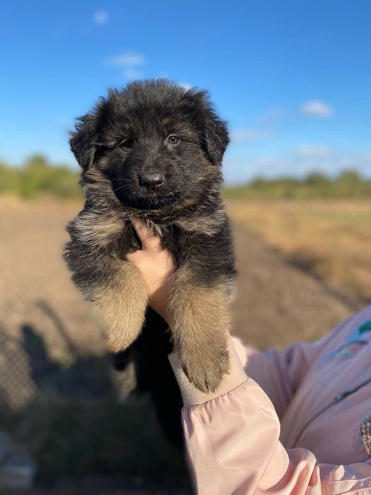 Цуценята Німецької Вівчарки ДШ . Хлопчики