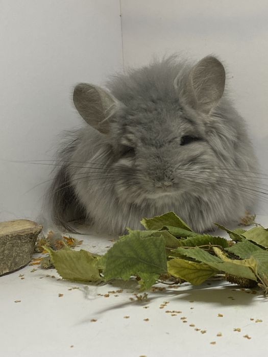 Продам грызуна  пушистика