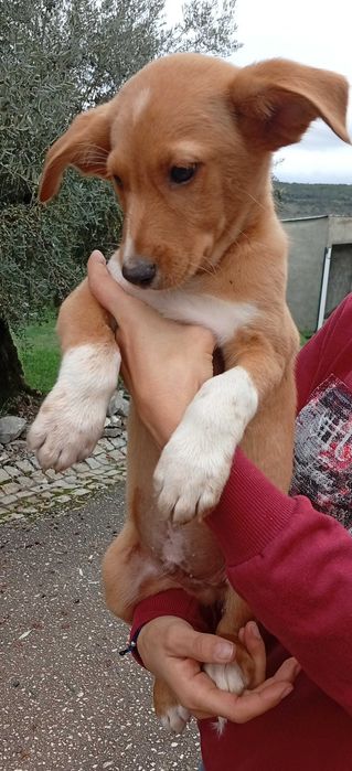 Cachorros para Adoção