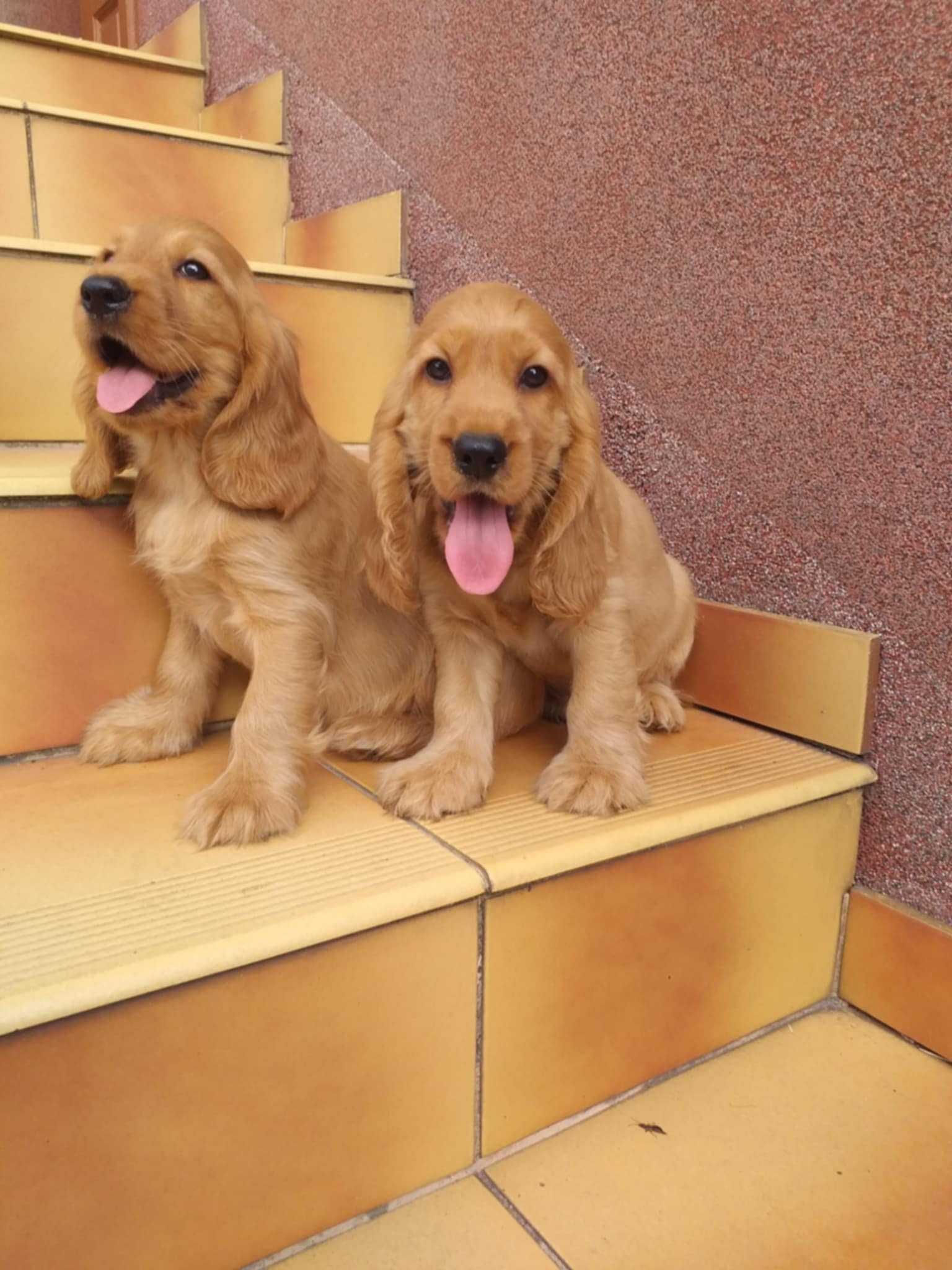 Cocker Spaniel - biszkoptowy