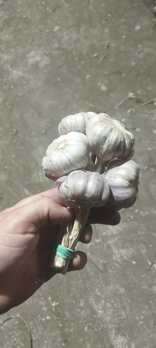 Czosnek harnaś polski