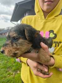 Witam oddam w dobre ręce szczeniaki teriera walijskiego