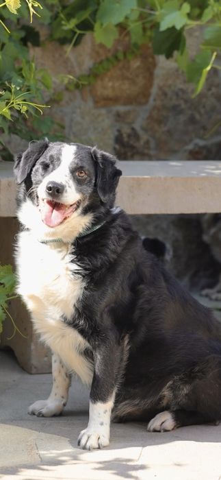 Miły towarzyski kawaler do adopcji