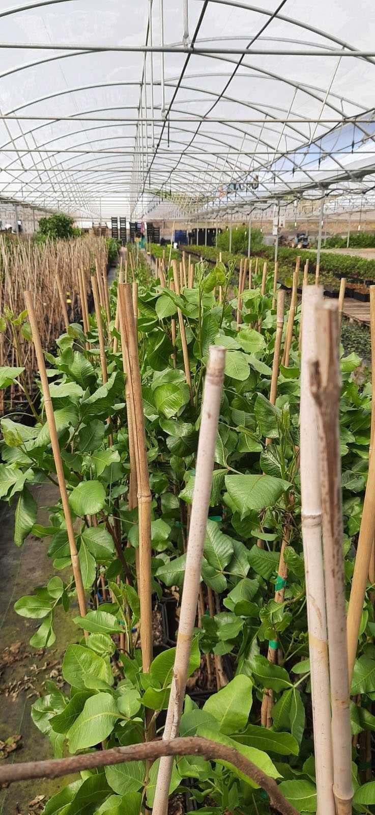 Plantas de pistacho ENXERTADAS