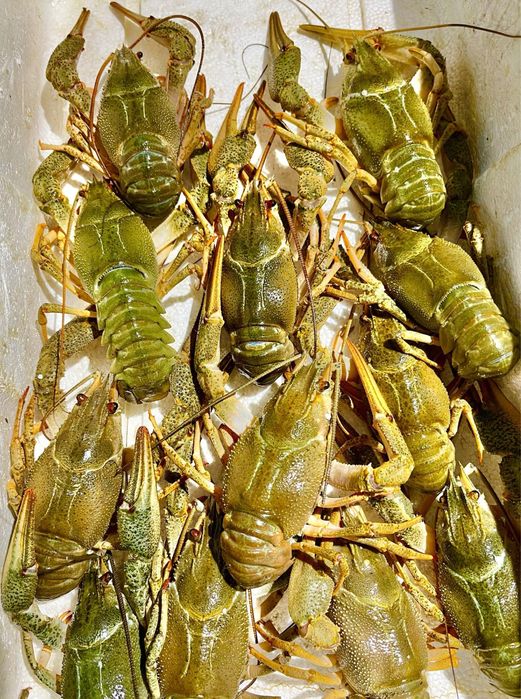 Раки. Живі раки. Варені раки. Раки Запоріжжя