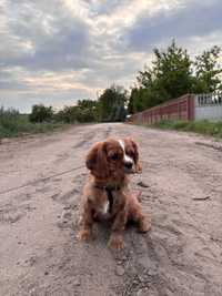 OSTATNI piesek Cavalier king charles spaniel