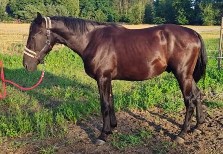 Ogier Śląski 2 lata 165cm kary