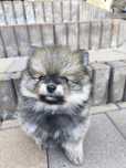 Szpic miniaturowy pomeranian piesek