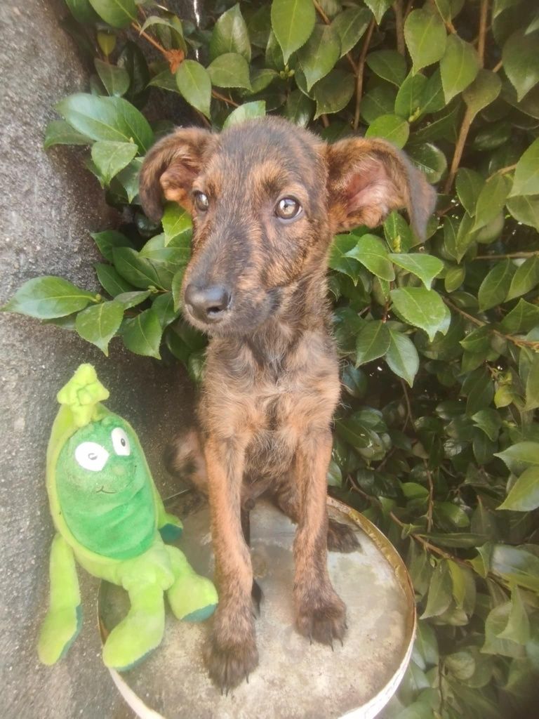 Enzo para adoção muito responsável