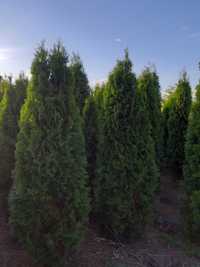 Thuja Smaragd 220-240 cm XXL Duża I Gęsta z gwarancją