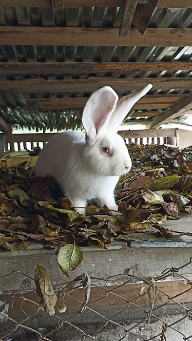 Бельгієць,самчик,кролі