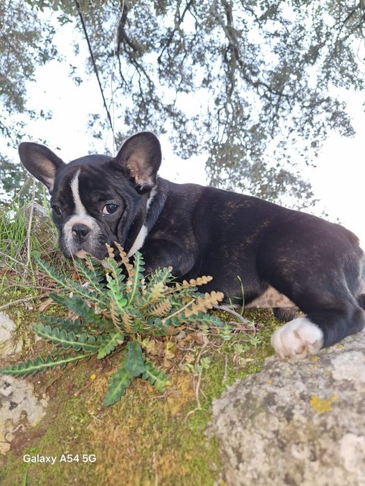 Bulldog Francês Fêmea