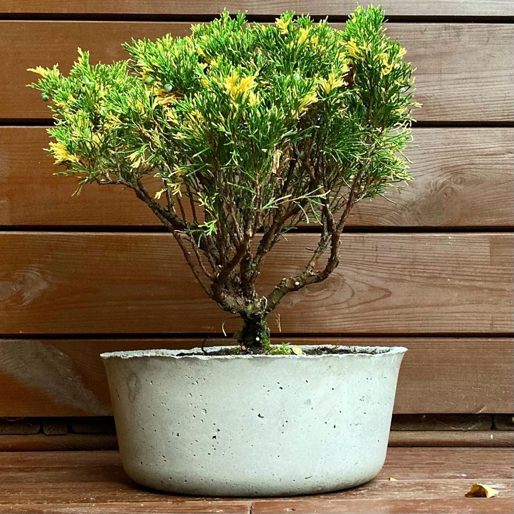Dekoracjyne ogrodowe bonsai w unikatowej betonowej donicy