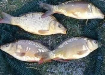 Karp narybek ! Ryby do stawu ! Lin Tołpyga Koi