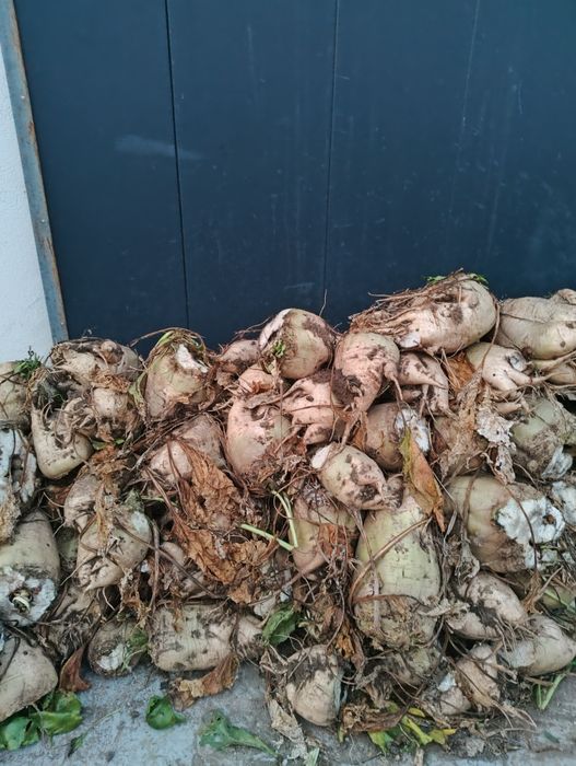 Sprzedam buraki pastewne