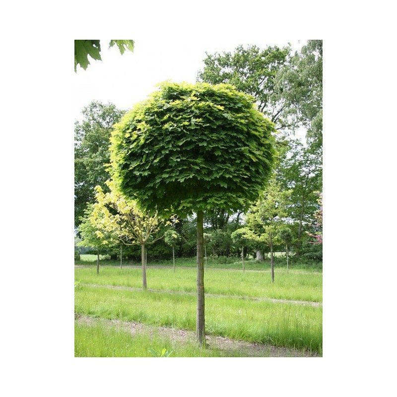 Drzewa liściaste ozdobne solitery klon lipa katalpa brzoza dąb