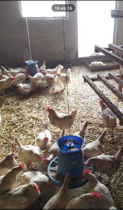 Продам курей.Ломан Вайтв і Ломан Сенді